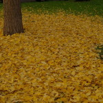 Napadané listí jinanu